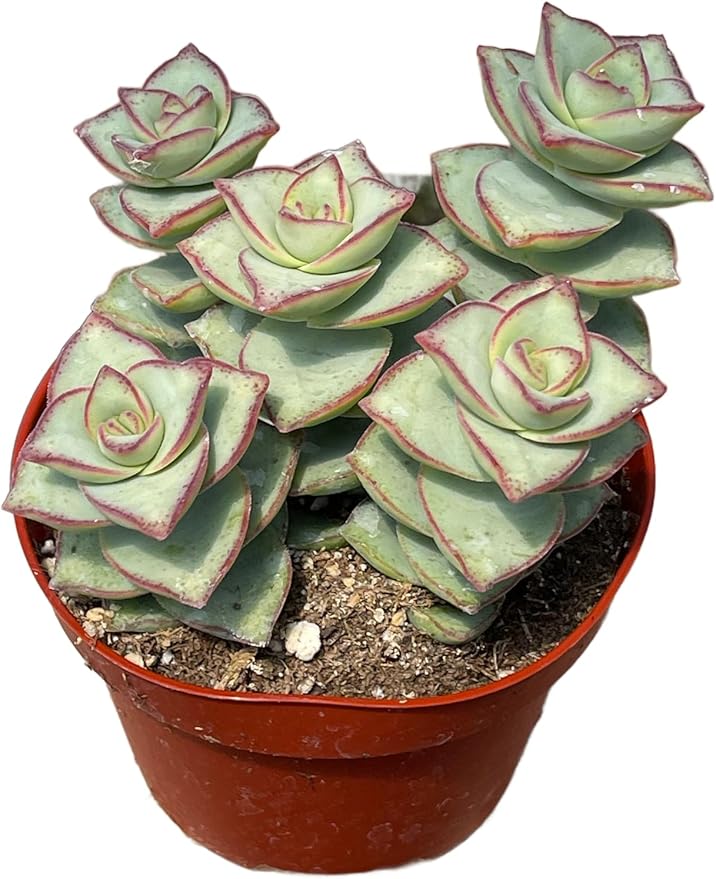 4" Crassula String of Buttons Succulents Plants Live, Rare Succulent Plants Fully Rooted in Succulent Soil, Unique Live House Plant for Home Office Decor, by The Succulent Cult