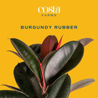 Costa Farms Burgundy Rubber Plant Live Plant in Decorative Pot, Air Purifying Large Indoor Houseplant, Perfect for Home, Room, or Office Decor, Great House Warming or Birthday Gift, 2-3 Feet Tall