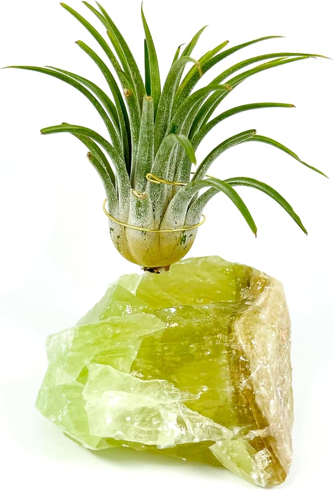 Small Green Calcite Geode Crystal Air Plant Holder Includes Healthy Live Air Plant Gift Box - Zen Plant Decor for Crystal and Plant Lovers