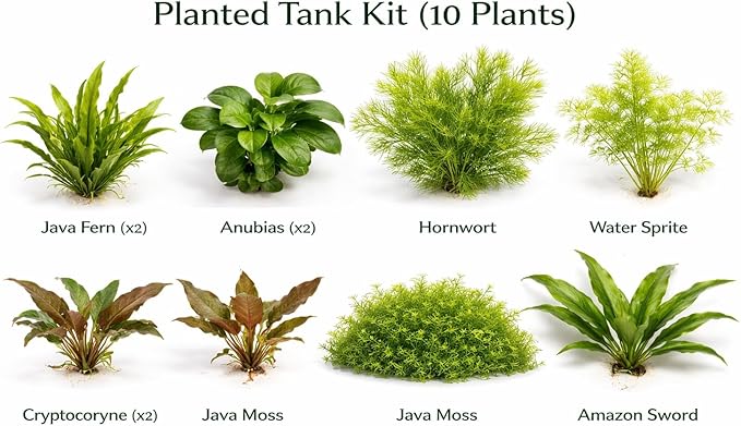 Live Aquarium Plants Bundle - Assorted Freshwater Plants - Low | Medium | High Light