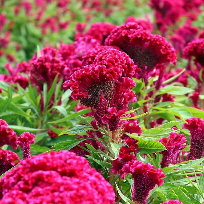 300+Red Rare Cockscomb Seeds for Planting-Celosia Flower Seeds Flowering Heirloom Plant
