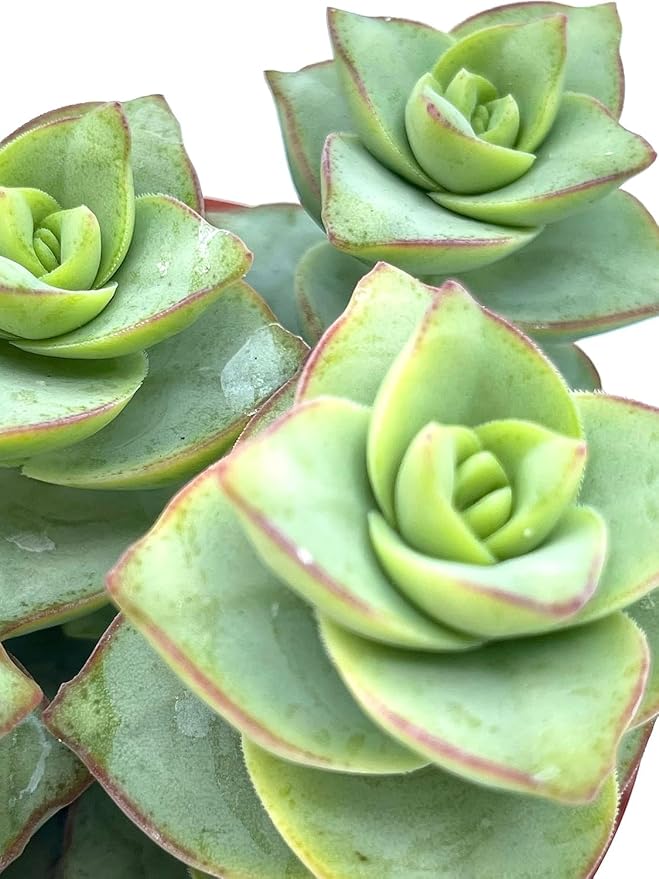 Crassula Perforata Ivory Towers, String of Buttons, Succulents Plants Live Fully Rooted House Plant for Home Decor Office Decoration, DIY Projects