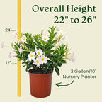 Dipladenia Bush - White - Overall Height 22" to 26" - Tropical Plants of Florida (Plant Only)