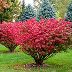Dwarf Burning Bush Plant Live, 12-18" Tall, in Gallon Pot, Hardy Burning Bush Shrub for Outdoor Landscaping, No Ship to NY, NH, MA, VT