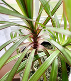 RedCrocus Dragon Tree Dracaena marginata Bush- Indoor & Outdoor Decor, Pet Safe, Easy Care, Elegant Evergreen with Sword-Shaped Leaves, Well-Draining Soil Friendly 10" Pot