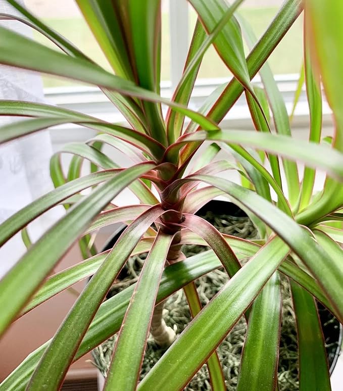 RedCrocus Dragon Tree Dracaena marginata Bush- Indoor & Outdoor Decor, Pet Safe, Easy Care, Elegant Evergreen with Sword-Shaped Leaves, Well-Draining Soil Friendly 10" Pot