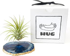 Blue Agate Slice Crystal Air Plant Holder Includes Healthy Air Plant and Hug Gift Box Sympathy Gift Thinking of You Gift Birthday Gift