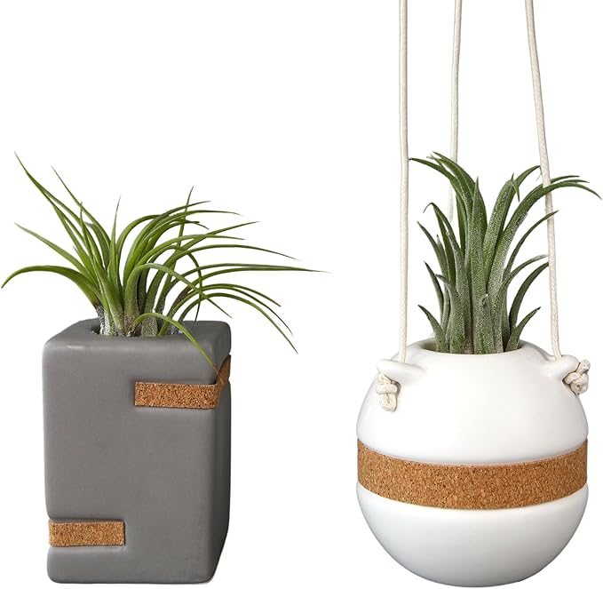 Live Air Plants with Decorative White & Taupe Air Plant Holder Duo (2-pack), Easy Plant Gift, Non-Toxic & Pet Friendly Plants, Air Plants Live Plants in Small Plant Pots, Home Decor by Plants for Pets