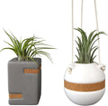 Live Air Plants with Decorative White & Taupe Air Plant Holder Duo (2-pack), Easy Plant Gift, Non-Toxic & Pet Friendly Plants, Air Plants Live Plants in Small Plant Pots, Home Decor by Plants for Pets