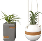 Live Air Plants with Decorative White & Taupe Air Plant Holder Duo (2-pack), Easy Plant Gift, Non-Toxic & Pet Friendly Plants, Air Plants Live Plants in Small Plant Pots, Home Decor by Plants for Pets
