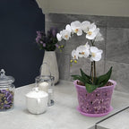 Orchid Pot, 6.7 Inch 8 Pack Orchid Pots with Holes and Saucers,Plastic Orchid Planter - Rose Quartz