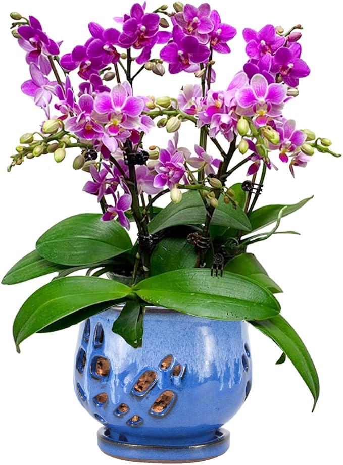 W&W Orchid Pot with Holes and Saucer for Repotting and Better Grow, White and Blue, 6.5"