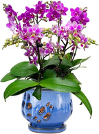 W&W Orchid Pot with Holes and Saucer for Repotting and Better Grow, White and Blue, 6.5"