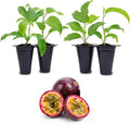 'Possum Purple' Passion Fruit Plants (4 Pack) – Live Starter Vines for Planting, Ideal for Trellises and Arbors, Producing Delicious Aromatic Fruits