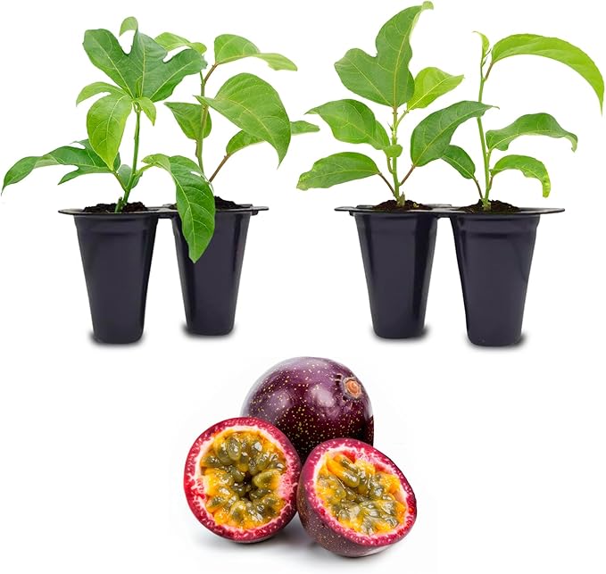 'Possum Purple' Passion Fruit Plants (4 Pack) – Live Starter Vines for Planting, Ideal for Trellises and Arbors, Producing Delicious Aromatic Fruits