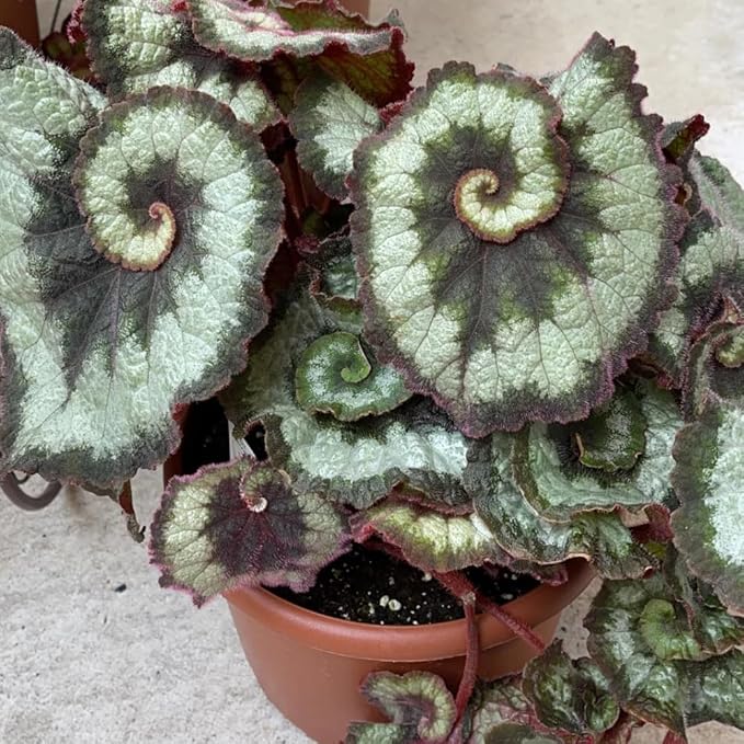 Begonia Live Plant, Begonias Live Plant, Rare Begonias Plants, 5-7 Inches in Height for Indoor Houseplant (Green Begonia)