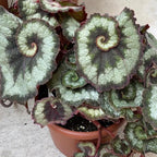 Begonia Live Plant, Begonias Live Plant, Rare Begonias Plants, 5-7 Inches in Height for Indoor Houseplant (Green Begonia)