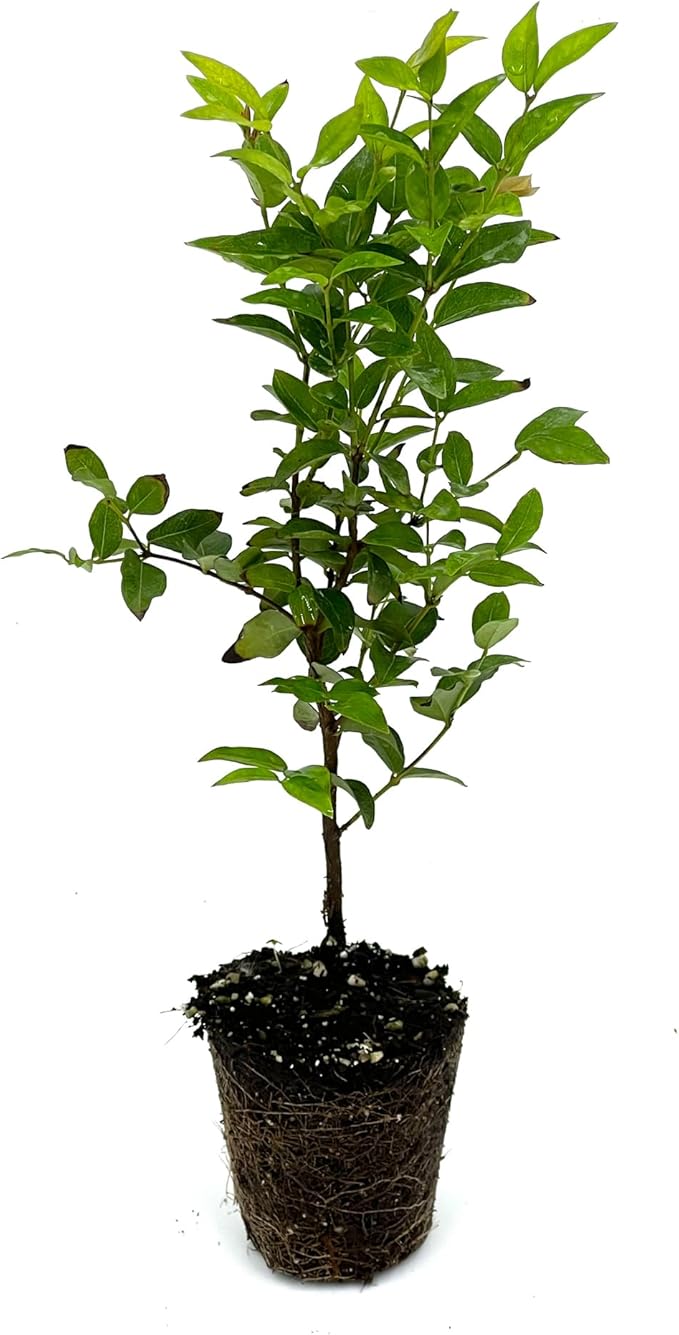 ragnaroc Live Fruit Trees – Plinia cauliflora Jaboticaba Plug 9-12” Tall - 1ct - Color When Flowering Red, Bonsai - Live Arrival Guaranteed - House Plants for Home Decor