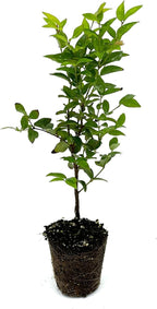 ragnaroc Live Fruit Trees – Plinia cauliflora Jaboticaba Plug 9-12” Tall - 1ct - Color When Flowering Red, Bonsai - Live Arrival Guaranteed - House Plants for Home Decor