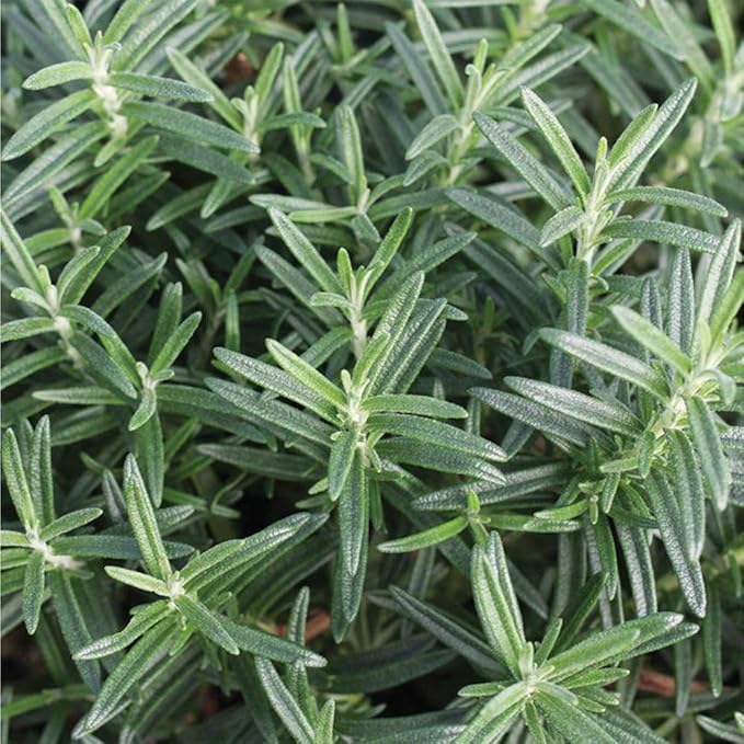 American Plant Exchange Rosemary Herb – Live 6-Inch Potted Edible Plant, Fragrant Evergreen Culinary Herb for Cooking, Indoor Windowsill, Patio Garden & Outdoor Container Landscaping