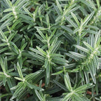 American Plant Exchange Rosemary Herb – Live 6-Inch Potted Edible Plant, Fragrant Evergreen Culinary Herb for Cooking, Indoor Windowsill, Patio Garden & Outdoor Container Landscaping
