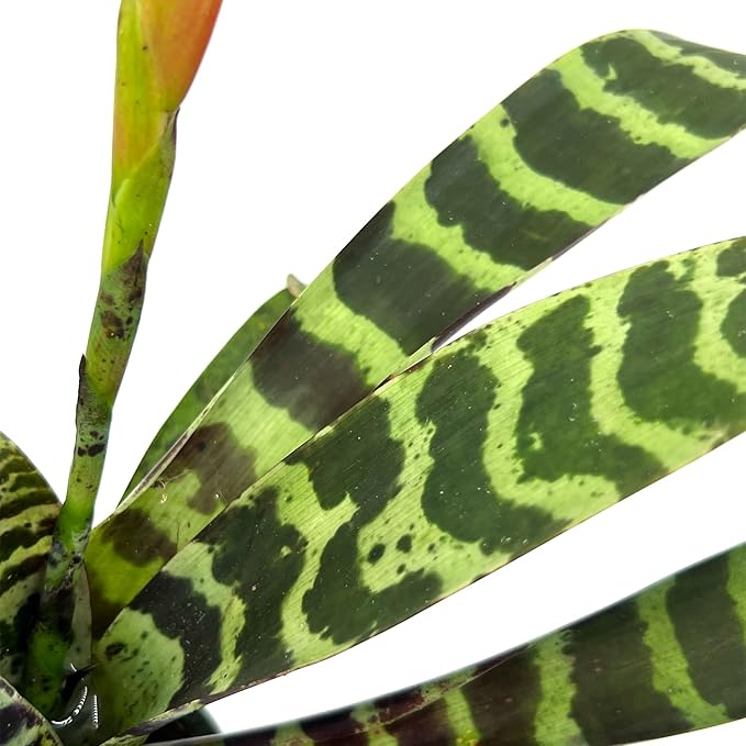 ragnaroc Live Plants – Bromeliad Vrisea Splenriet, 4-8" in 4" Pot - 1ct - Live Arrival Guaranteed - House Plants for Home Decor & Gift