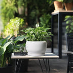 SQOWL Ceramic Planters for Indoor Plants - 8 Inch Plants Pot, Round Outdoor Flower Pot with Drainage Hole and Saucer, Decorative Modern Planter, Kitchen Decor, House Gifts, White