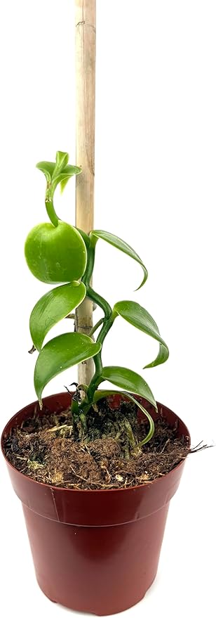 Live Vanilla Bean Orchid Plant, 2.5 inch Pot with Bamboo Pole, Indoor Growing, Pet Safe
