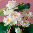 2 Packs of Dwarf Lotus Seeds for Planting in Water, 160+pcs Rare Bowl Lotus Flower Seeds, Heirloom Non-GMO Rare Beauty Flowers Plants Water Home Garden Lotus Bowl Planters for Outdoors Indoors