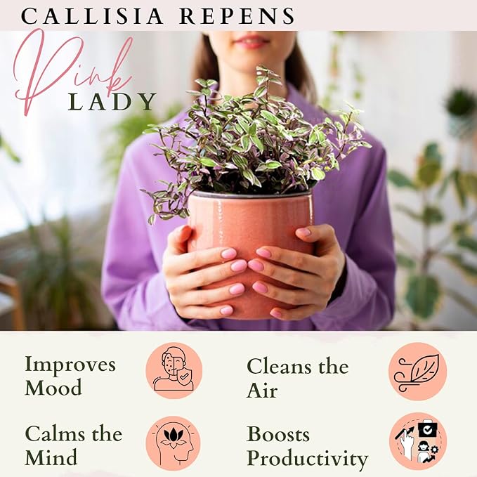 Live Succulents 3.5 Inch Pink Lady Callisia Repens with Hanging Basket - Turtle Vine Succulents Live - Fully Rooted Easy to Grow Houseplants for Home Office Wedding Decor & Gift (Heat Pack Included)