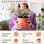 Live Succulents 3.5 Inch Pink Lady Callisia Repens with Hanging Basket - Turtle Vine Succulents Live - Fully Rooted Easy to Grow Houseplants for Home Office Wedding Decor & Gift (Heat Pack Included)