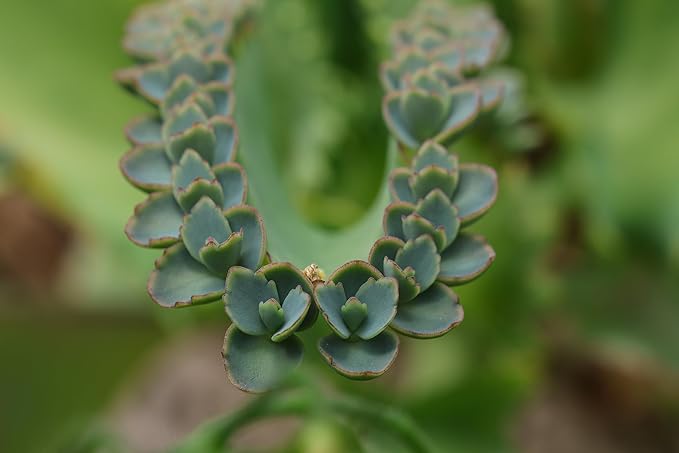 Organic Mother of Millions Plant (Kalanchoe laetvirens) Live Plant in 2.5 inch Pot | Amazing Succulent Easy-to-Grow by Smoke Camp Crafts
