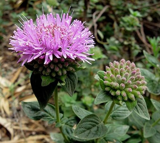 Coyote Mint 3 Live Plants (Monardella villosa) – California Native Wildflower for Outdoor Gardens, Drought Tolerant Pollinator Friendly Landscaping