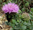 Coyote Mint 3 Live Plants (Monardella villosa) – California Native Wildflower for Outdoor Gardens, Drought Tolerant Pollinator Friendly Landscaping