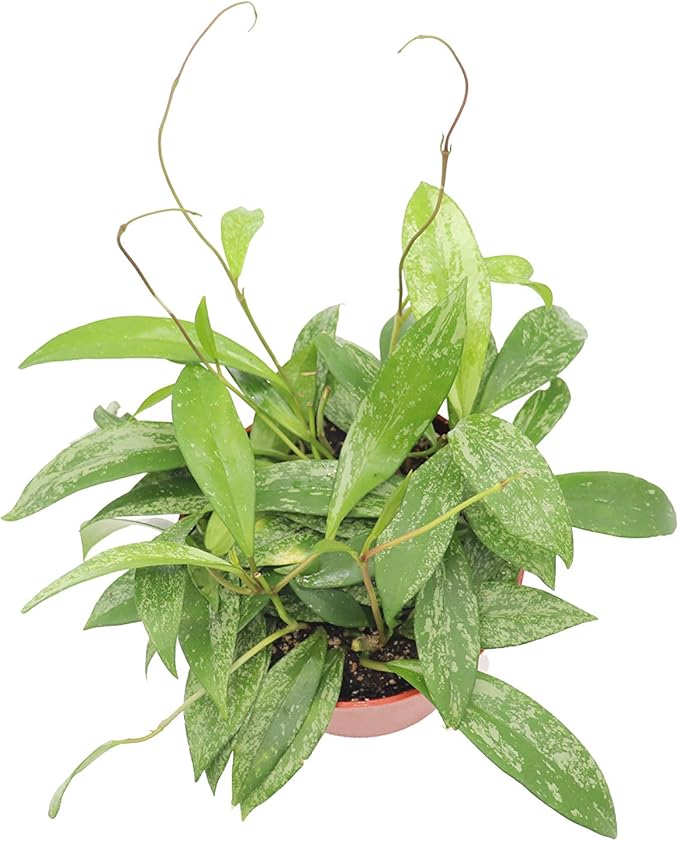 Hoya Pubicaly X Splash Wax - 6'' from California Tropicals
