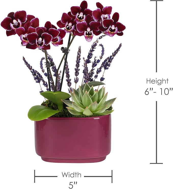 Wild Interiors Green Circle Growers Mini Dark Purple Orchid & Succulent Arrangement in Purple Ceramic Jan Pot with Moss, Mom Wood Pick & Lavender Accent – Live Indoor Gift Plant, 4 Inch