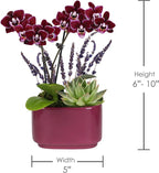 Wild Interiors Green Circle Growers Mini Dark Purple Orchid & Succulent Arrangement in Purple Ceramic Jan Pot with Moss, Mom Wood Pick & Lavender Accent – Live Indoor Gift Plant, 4 Inch