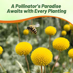 Outsidepride Billy Button Craspedia Globosa Seeds - 1000 Pcs Perennial, Hardy & Drought Tolerant, Flower Seeds for Planting w/Yellow Spherical Blooms, Ideal for Cut Flower & Pollinator Gardens