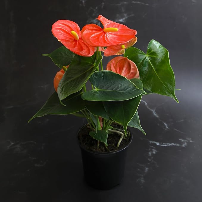 Orange Anthurium Live Plant (Approx. 11-14" Tall), Real Flowers/Unique House Plants in 4" Nursery Pot, Floral Desk Plant, Air Purifying Plants & Cool Gifts for Plant Lovers by Plants for Pets