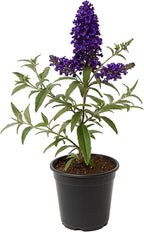 Easy to Grow Buddleia Butterfly Bush Buzz Midnight 1 Plant - Potted Perennial Flower in a Quart Pot, Summer Fragrant Dark Purple Blooms in Sun