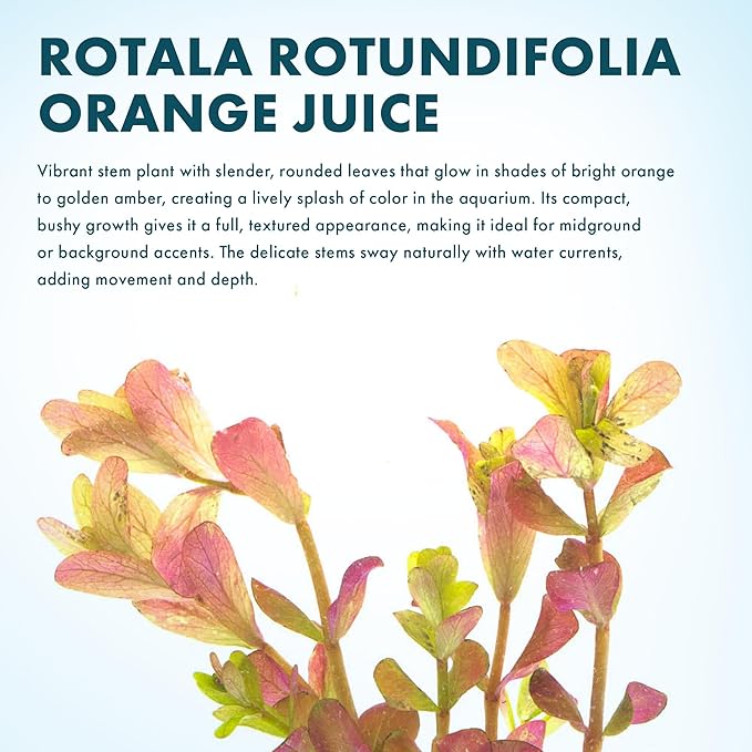 SubstrateSource Live Aquarium Stem Plants - Freshwater Aquatic Plant for Fish Tanks, Aquascaping - (Rotala Rotundifolia Orange Juice, 1 Bunch)