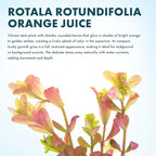 SubstrateSource Live Aquarium Stem Plants - Freshwater Aquatic Plant for Fish Tanks, Aquascaping - (Rotala Rotundifolia Orange Juice, 1 Bunch)