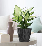7 Inch Plant Pots 5 Pack, Flower Planters with Drainage Holes and Trays,Plastic Pots for Indoor Outdoor Plants,Black