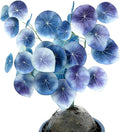Stephania Erecta | Rare Caudex Bonsai for Indoor Home & Office Decor