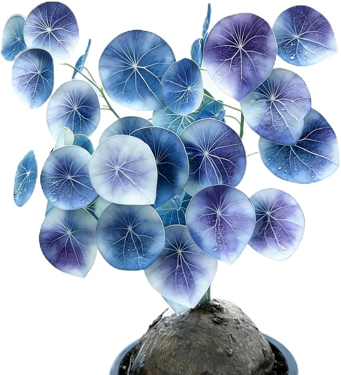 Stephania Erecta | Rare Caudex Bonsai for Indoor Home & Office Decor