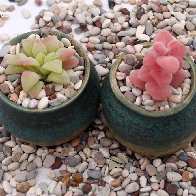 Rocks for Plants. Earth Color Decorative Pebbles. 1/5 Inch – 10 lbs for Garden, Vase fillers, Crafting, Succulents, pots, Plants (Mini (0.2 Inch), Mixed Color - Earth Tones, 10)