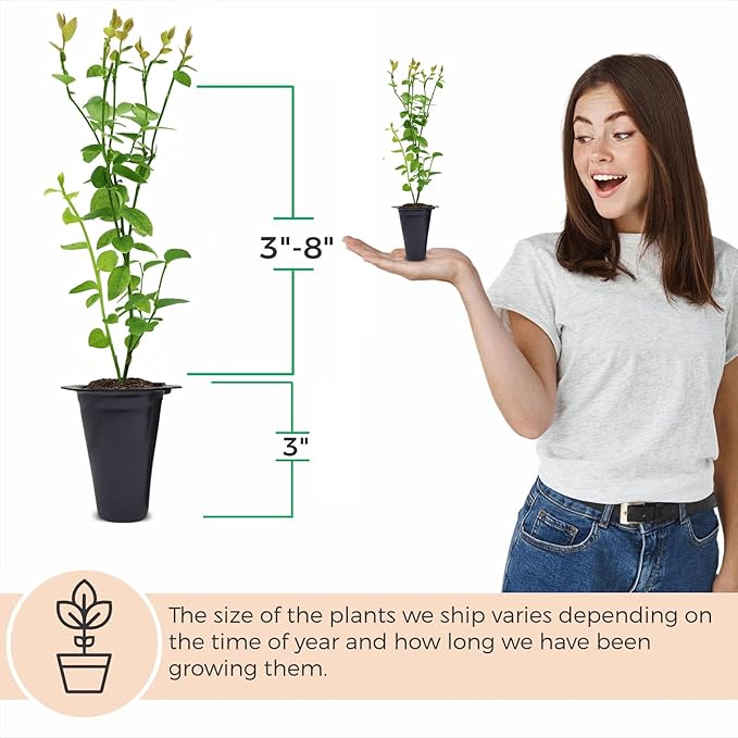 Blueberry Plant Jewel Live for Sale (4 Pack) | Easy to Grow Plants | Edible Fruit Plant for Sustainable Living | Grow Your own Food on Your Edible Organic Garden| Live for Planting| No Seeds