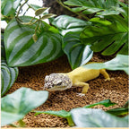Reptile Plants for Terrarium Decor,Amphibian Habitat Decor,Artificial Plants for Gecko Chameleon Snake Tortoise Tank Accessories with Base (Green Watermelon peperomia)