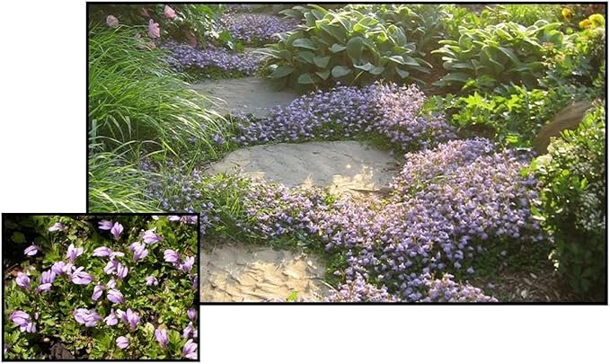 RedCrocus Creeping Mazus Mazus reptans 'Blue' | Ground Cover, Border Plant, Rock Garden | Evergreen, Pollinator Attractant, Pet Safe 1 Quart