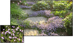 RedCrocus Creeping Mazus Mazus reptans 'Blue' | Ground Cover, Border Plant, Rock Garden | Evergreen, Pollinator Attractant, Pet Safe 1 Quart (Pack of 10)